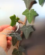 Ivy Fridge Magnet with Articulating Stems - Image 5